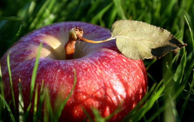 Grass In Apple Fruit
