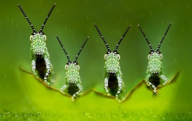 Grasshoppers Locusts Macro