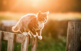 Gray Kitten On Fence Wood