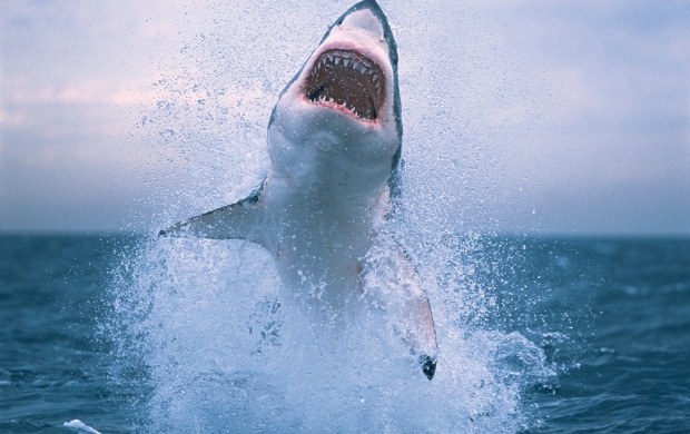 Great White Shark (click to view)