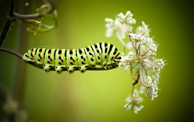 Green Caterpillar (click to view)