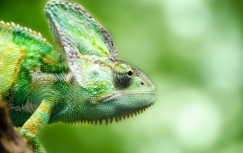 Green Chameleon Reptile