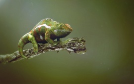 Green Chameleon Stick