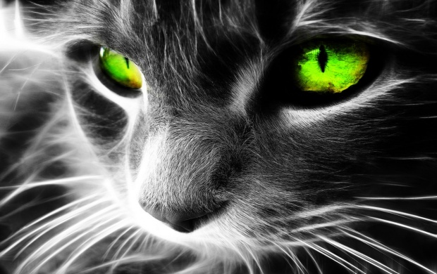 Green Eyes Cat (click to view)