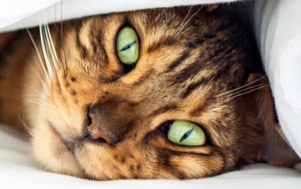Green Eyes Cat In Bed (click to view)