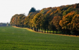 Green Field and Trees