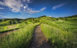 Green Fields Pathway