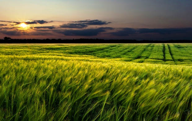 Green Fields Sunset Landscape (click to view)