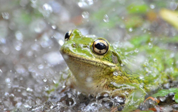 Green Frog Rain Drop (click to view)
