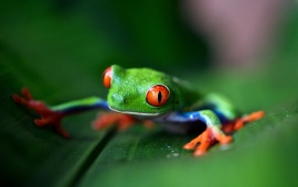 Green Frog With Red Eyes