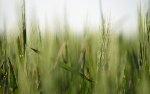 Green Grass CloseUp (click to view)