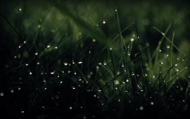 Green Grass Dew Drops