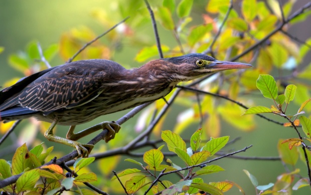 Green Heron After Sunrise (click to view)