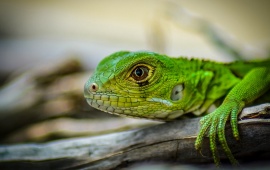 Green Iguana Lizards Head
