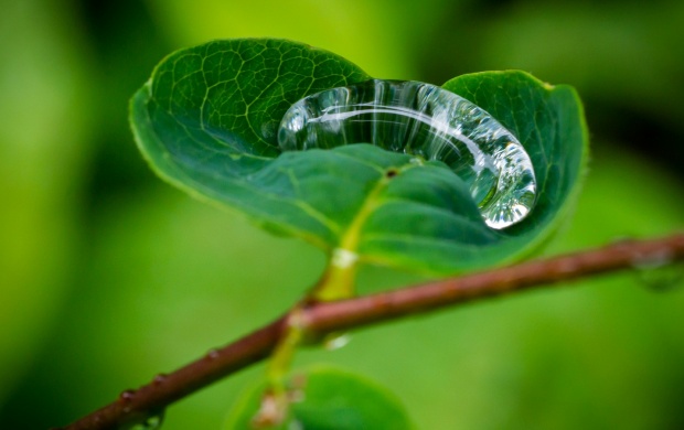 Green Leaves In Rain Water Drop (click to view)