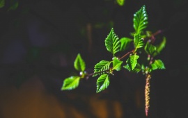 Green Leaves On A Branch