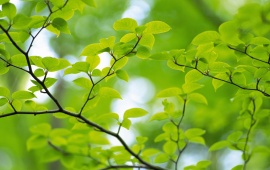 Green Leaves On Tree Branch