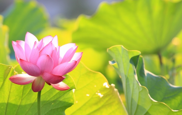 Green Leaves With Pink Lotus