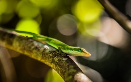 Green Lizard On Branch