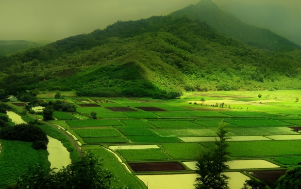 Green mountain and green fields