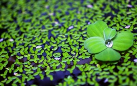 Green Petals On Drop