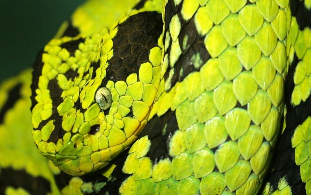 Green Python (click to view)