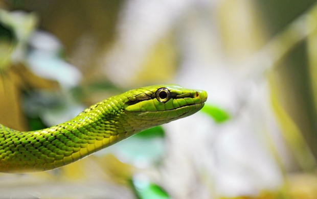 Green Rat Snake (click to view)