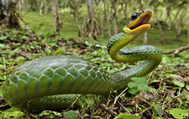 Green Snake (click to view)