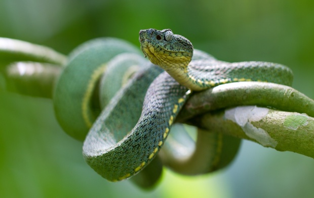 Green Snake Eye Branch (click to view)