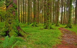 Green Trees In Forest