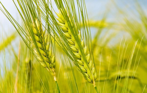 Green Wheat (click to view)