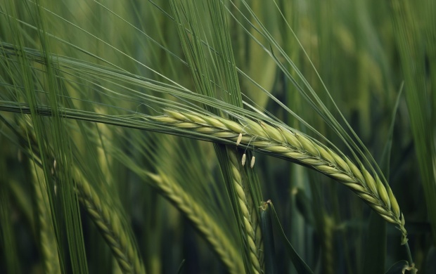 Green Wheat Closeup