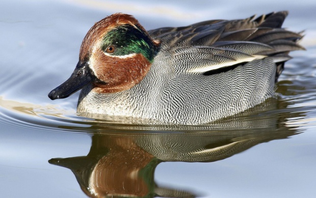 Green Winged Teal in Water
