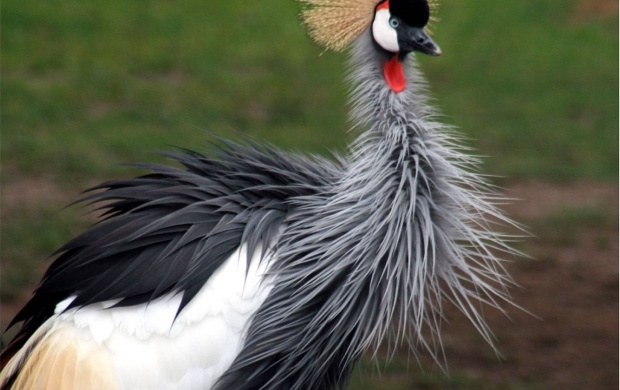 Grey Crowned Crane (click to view)