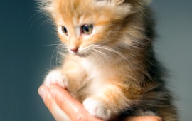 Hand Holding a Cute Kitten