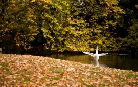 Happy Swan Swimming In Lake