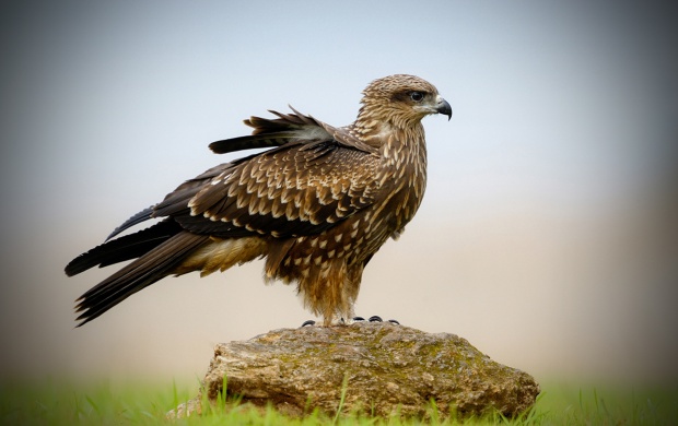 Hawk Bird (click to view)