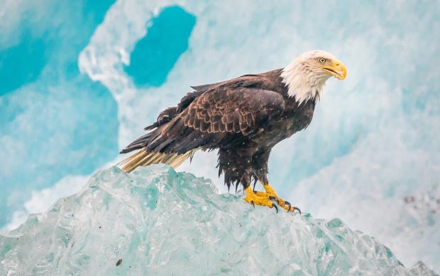 Hawk Bird Sitting On Rock (click to view)
