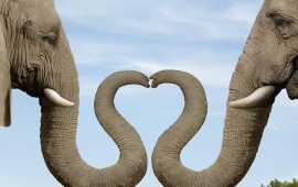 Heart Shaped Nose Elephant Couple