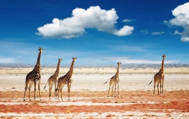 Herd Of Giraffes