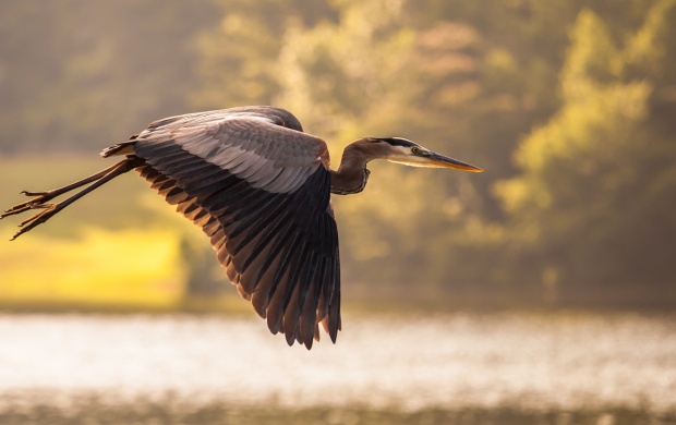 Heron Crane Bird Flying (click to view)