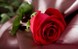 High Quality Beautiful Red Roses