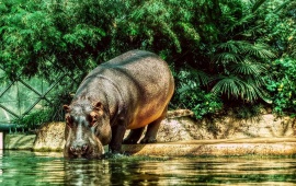 Hippo Drink Water