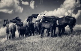 Horses Black And White