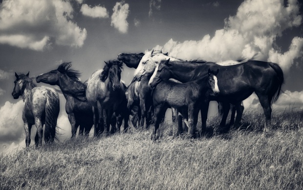 Horses Black And White (click to view)