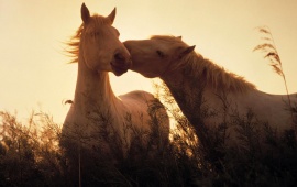 Horses In Love