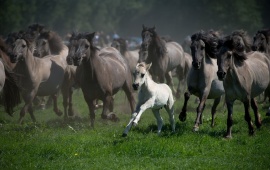 Horses Race At Grassland