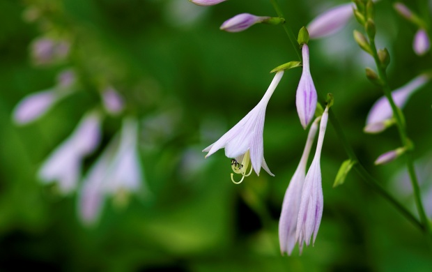 Hosta Undulata Flower (click to view)