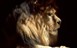 Huge Lion