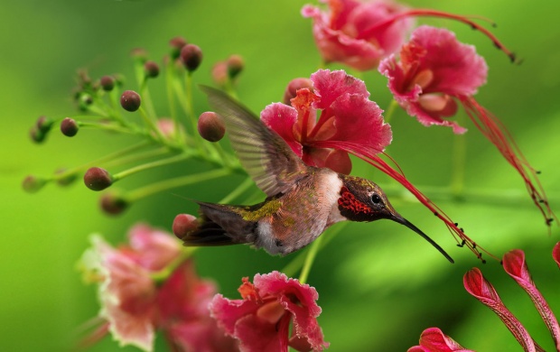 Hummingbird Flying